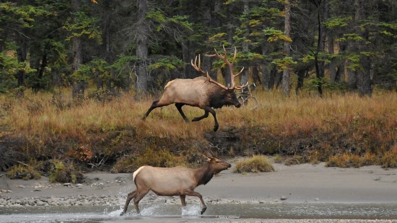 Two elks running, one is going through a shallow pond and the other is running through a grassy field behind them.  Behind them is a forest 