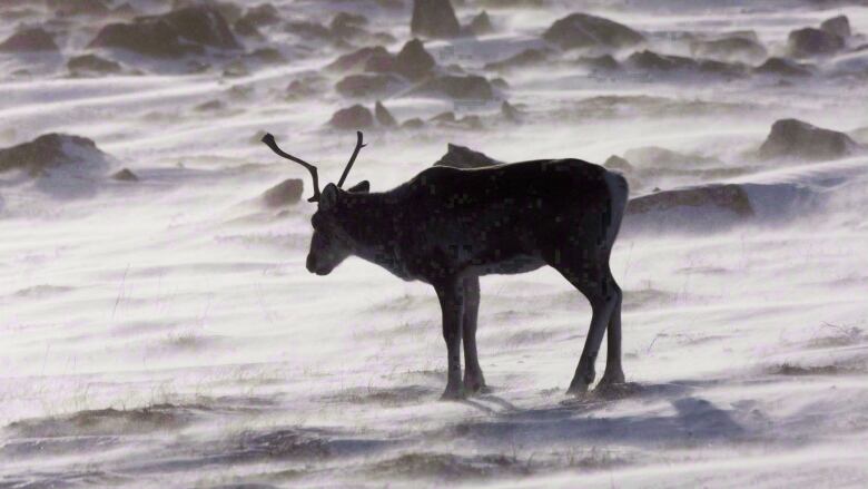 Caribou on snow.