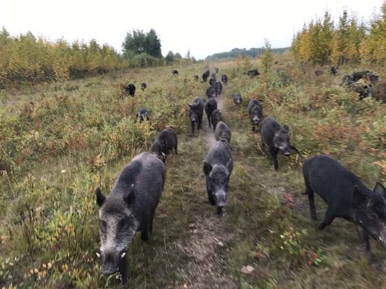 Wild pigs roam in a grass field