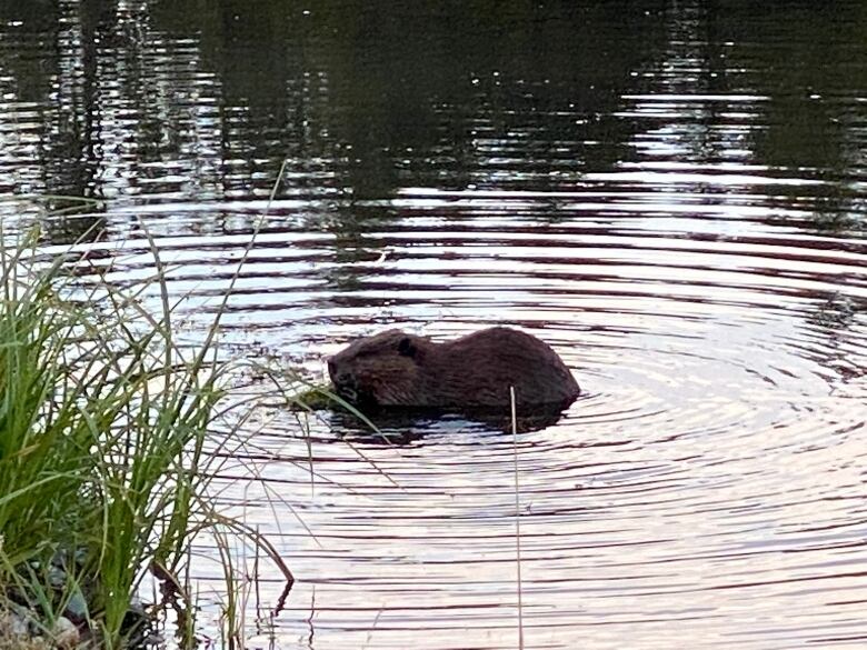 Beaver swimming