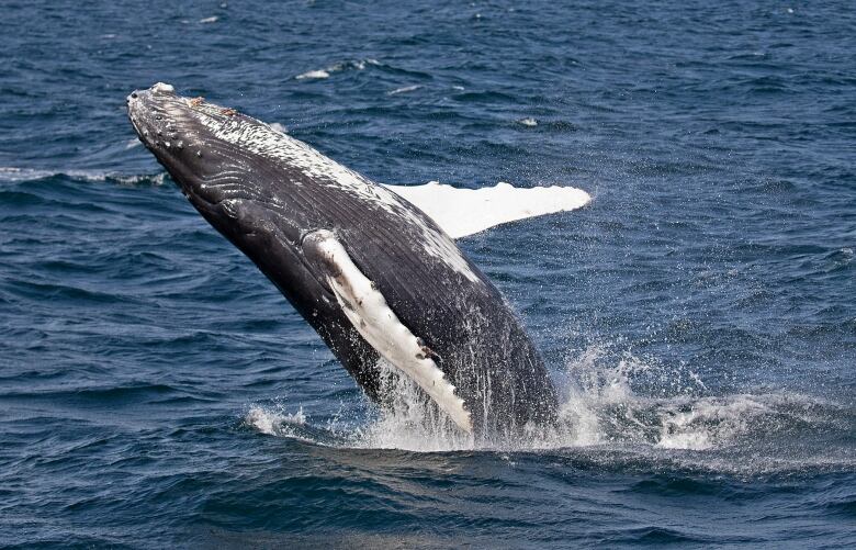 A whale emerges from water, with spray all around it. It has white flippers.