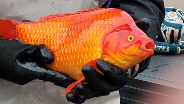 Yes, that's a goldfish. Workers with the city of Lethbridge have been pulling out giant aquatic invaders like the one pictured from stormwater ponds in recent months.