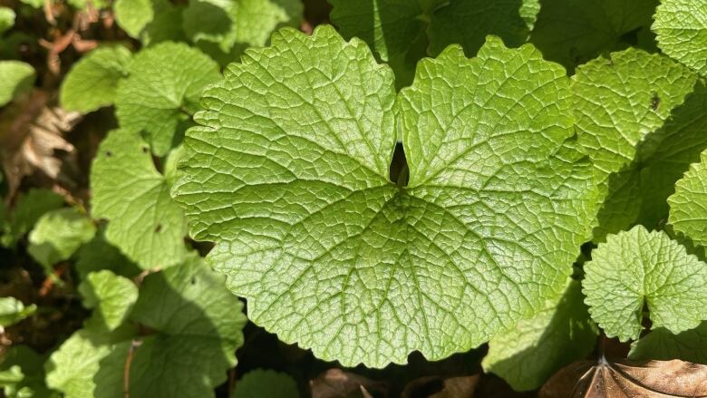 Garlic mustard.