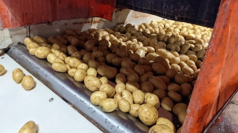 Potatoes being processed