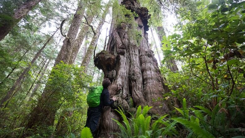 Ancient Forest Alliance campaigner Ian Illuminato stands beside a burly old-growth red cedar tree in an approved cut block and recommended deferral area in the ancient forests of Vernon Bay in Barkley Sound in Uchucklesaht and Tseshaht Nation territories.