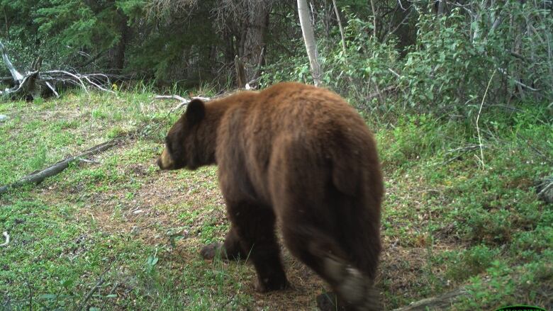 A brown bear in the woods.