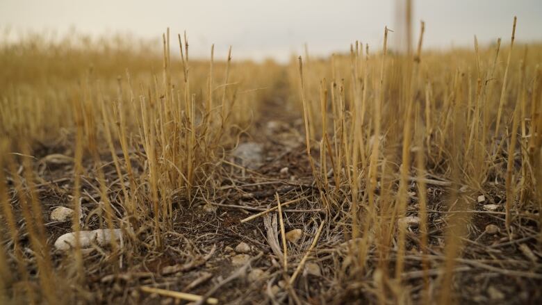 Short, dry sticks of hay sprout of dried soil and rocks.