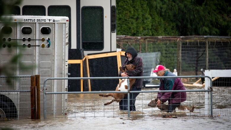 Farmers carry their livestock out of a flooded barn during flooding in Abbotsford, B.C., on Nov. 15, 2021. 