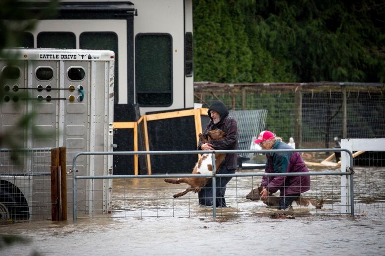 Farmers carry their livestock out of a flooded barn during flooding in Abbotsford, B.C., on Nov. 15, 2021. 