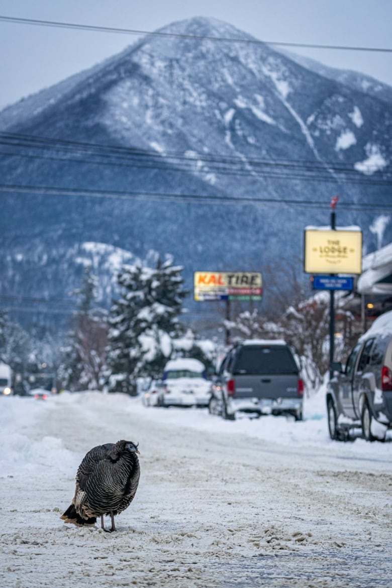 A far away shot of a plump turkey standing on a snowy road. 