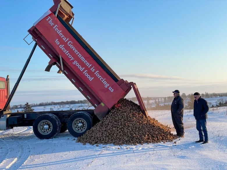 Two men watch as potatoes are dumped out of a truck onto a snow covered field. 