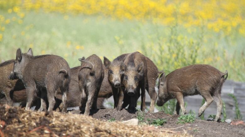 Six or seven wild boars gathered in a tight group outside. 