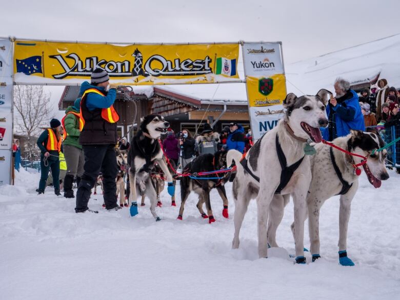 A low angle shot of dogs lined up at a start line. 