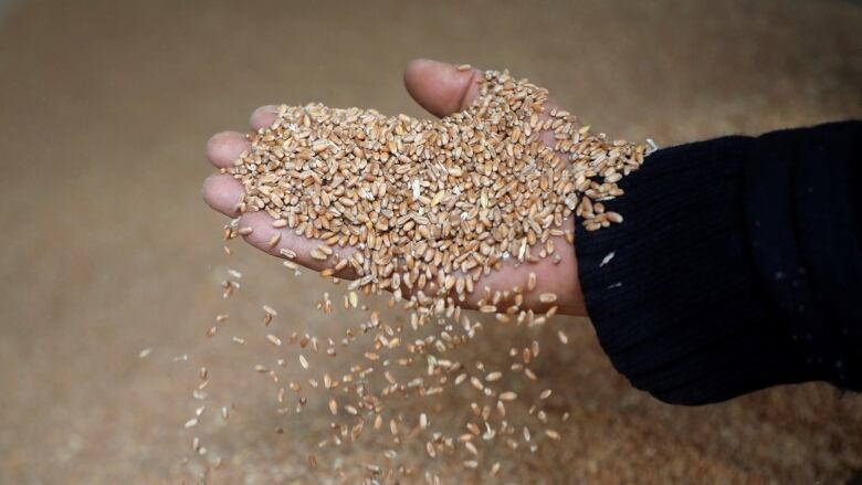 A worker displays grains of wheat at a mill in Beirut, Lebanon, March 1, 2022. Picture taken March 1, 2022.