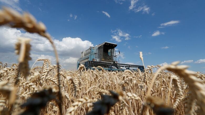 A combine moves through a field of wheat.