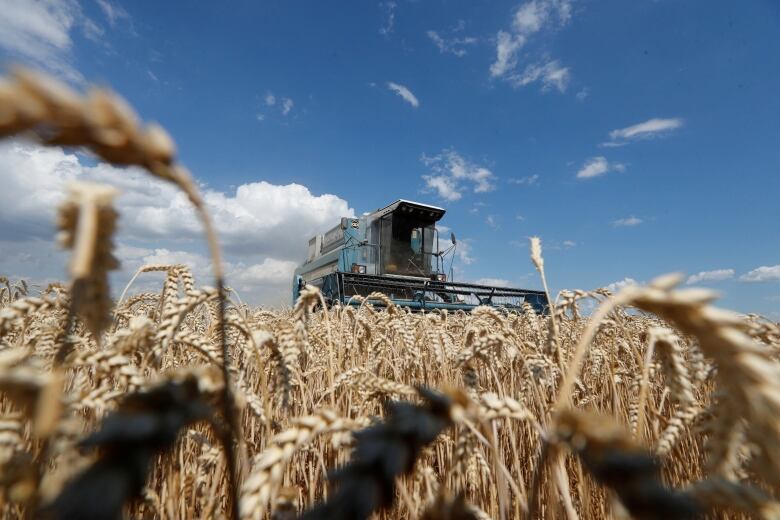 A combine moves through a field of wheat.