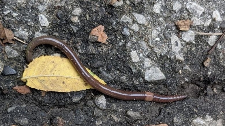 A picture of a worm on what appears to be pavement or soil.