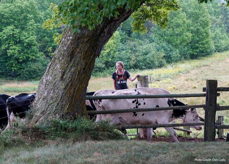 A young girl stands next to cows in a cow pasture. A large tree can be seen in the foreground.