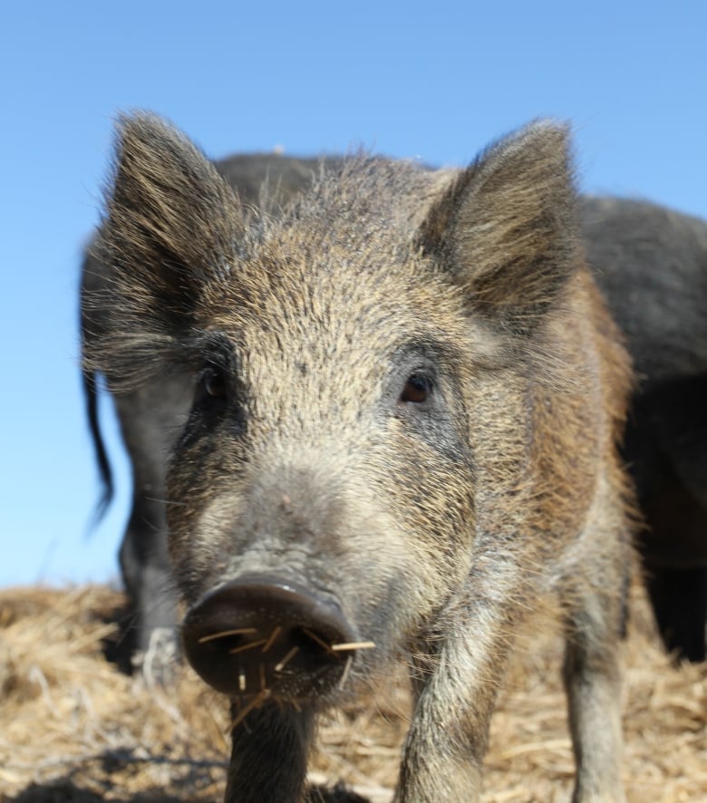 A close up shot of a wild boar's face. 