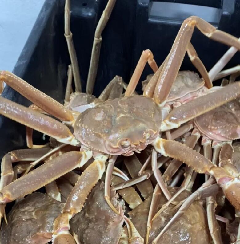 A large snow crab with long legs on top of a pile of snow crabs.