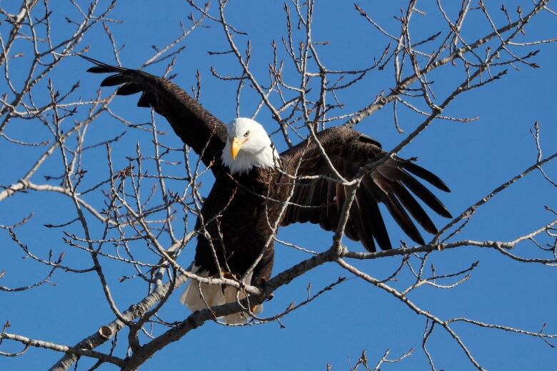 A eagle with spread wings sits on the bare branches of a tree.