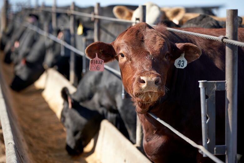 Brown cow with ear tags in confined feedlot.