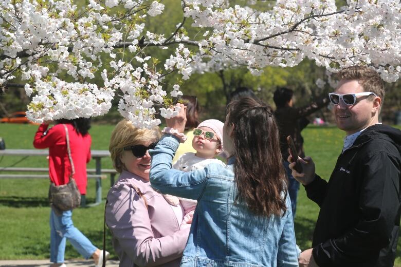 Family looks at cherry blossoms