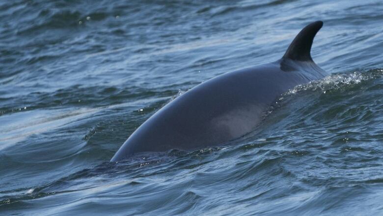 Whale back breaching