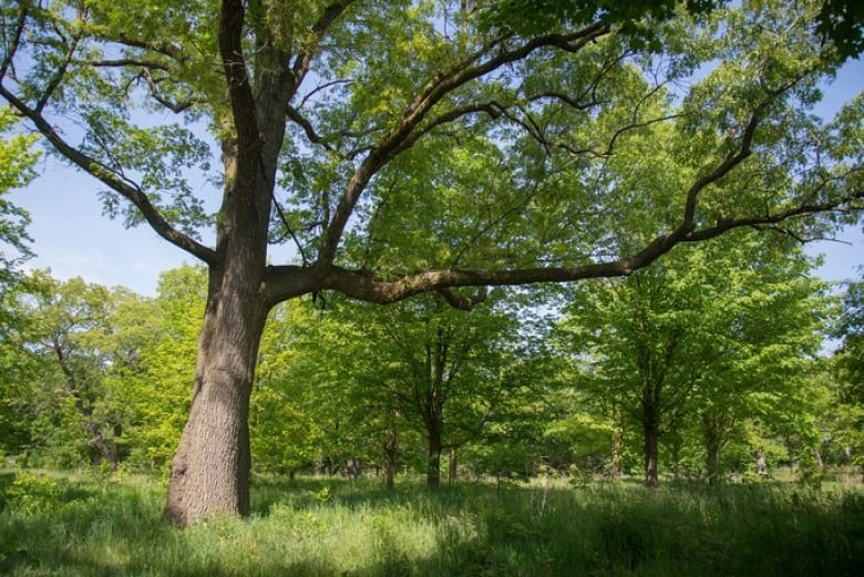 A big ol' oak tree.