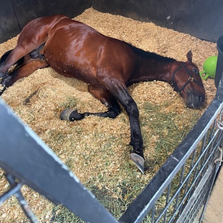 Beach Glass, who was sired by Somebeachsomewhere, enjoys a rest.