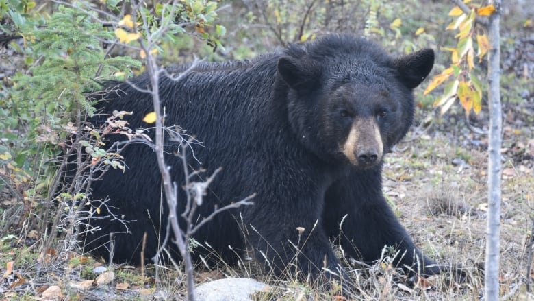 A black bear in some shrubbery.