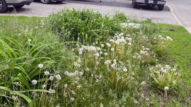 Overgrown patch of grass littered with dandelions with exposed seed, sometimes called puffballs.