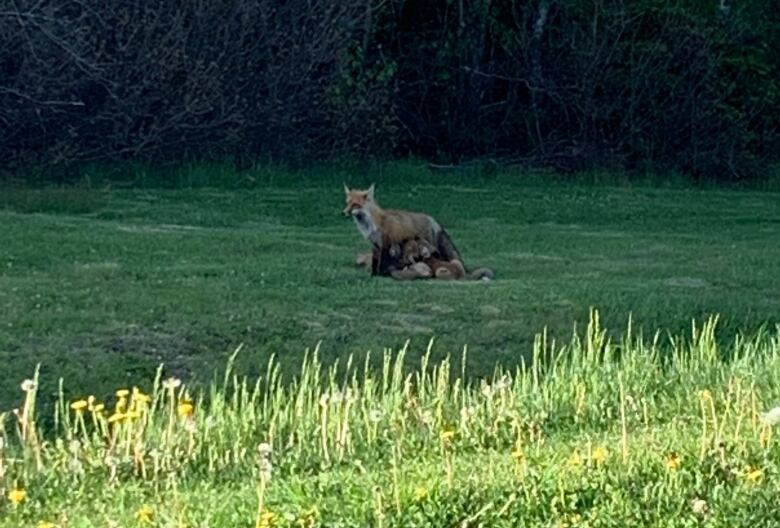 A fox mother and kits playing in grass 