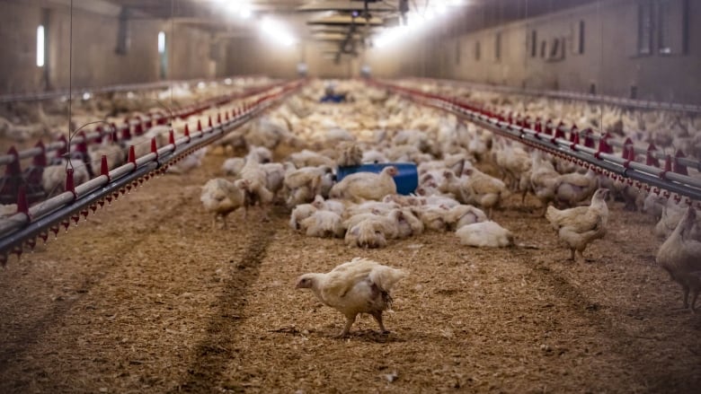 Chickens are pictured at a large poultry farm, in very close proximity to each other. One chicken stands apart from the flock in the foreground.