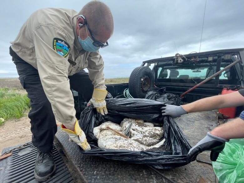 A man standing in the back of a pick-up truck and holding open a trash bag with dead birds inside.