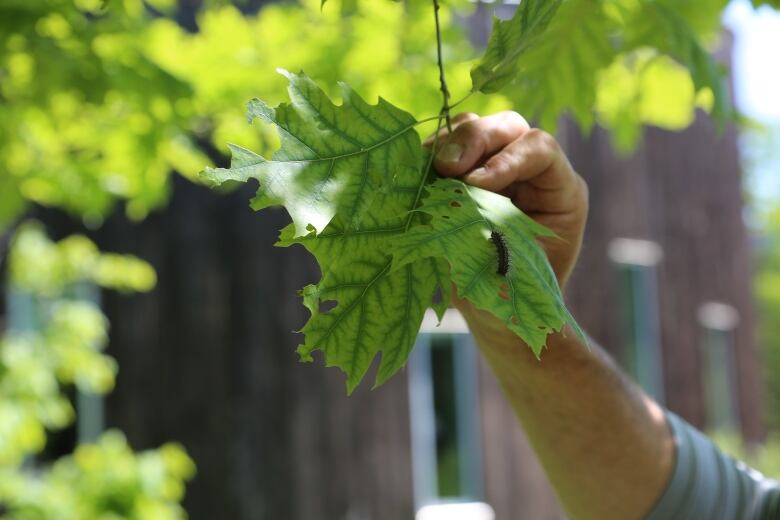 Someone holding the stem of a leaf, attached to a tree, with a tiny caterpillar on it