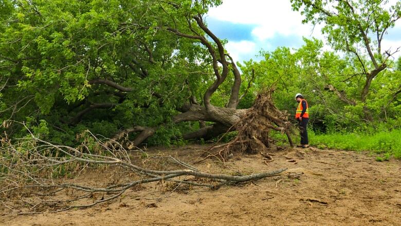 The roots of a tree that was pulled out of the ground in May 2022's violent windstorm in Ottawa are about as wide as the National Capital Commission worker in the photo is tall. 