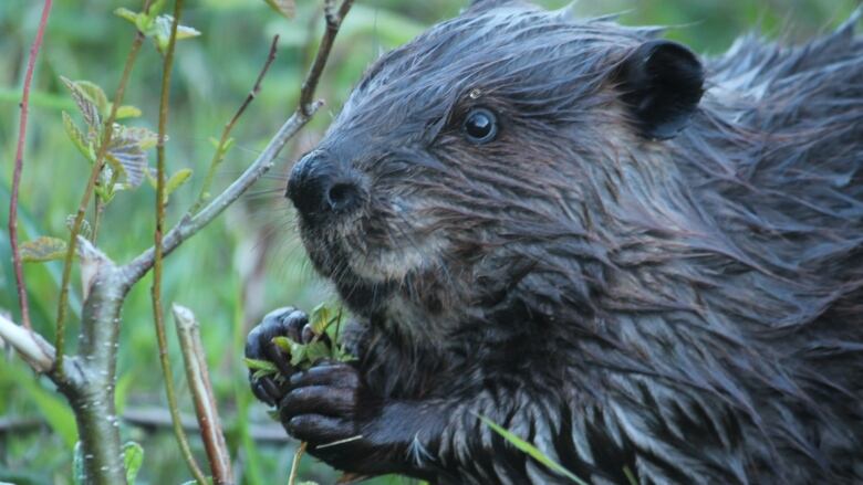 A water dappled beaver appears to be elated while eating a small green leaf amidst some greenery and branches. 