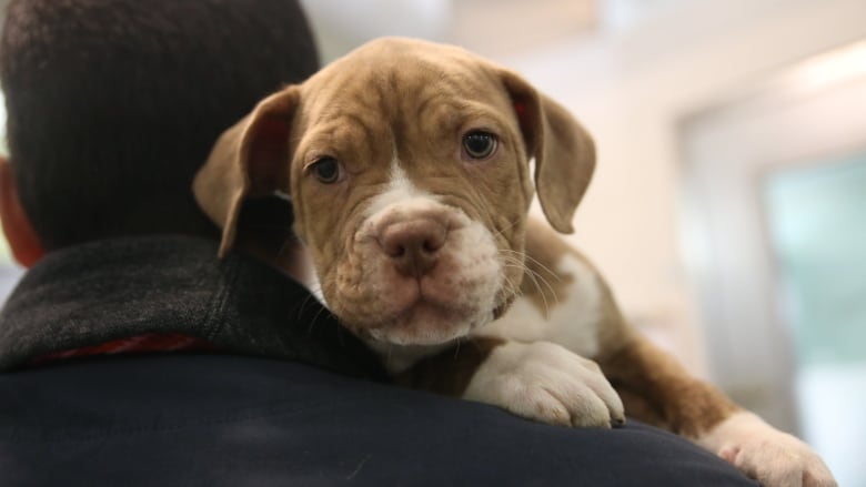 A brown and white puppy sits on a mans shoulder looking backward to the camera. 