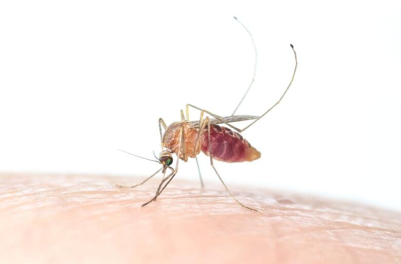 A mosquito perches on the wrist of a human.