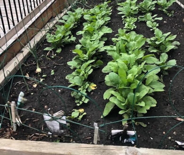 Leafy-green vegetables are growing in a backyard garden box.