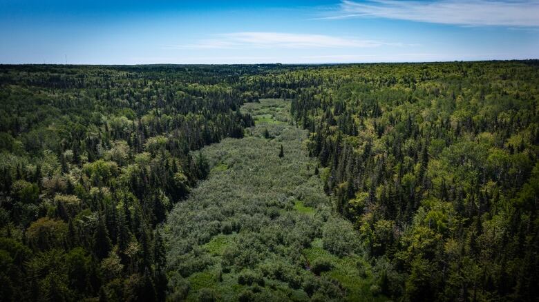 Drone shot of wilderness area.