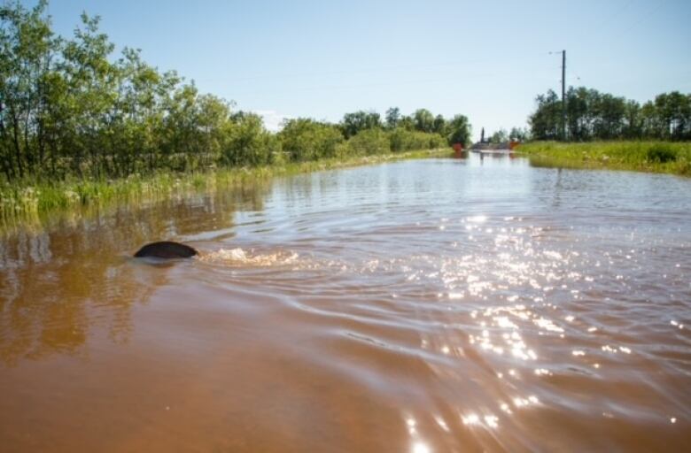 A field is inundated with brown water.