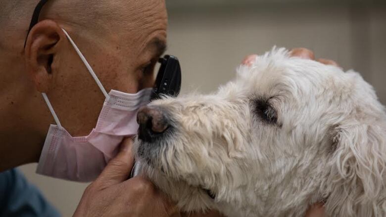 A veterinarian looks the eyes of a dog