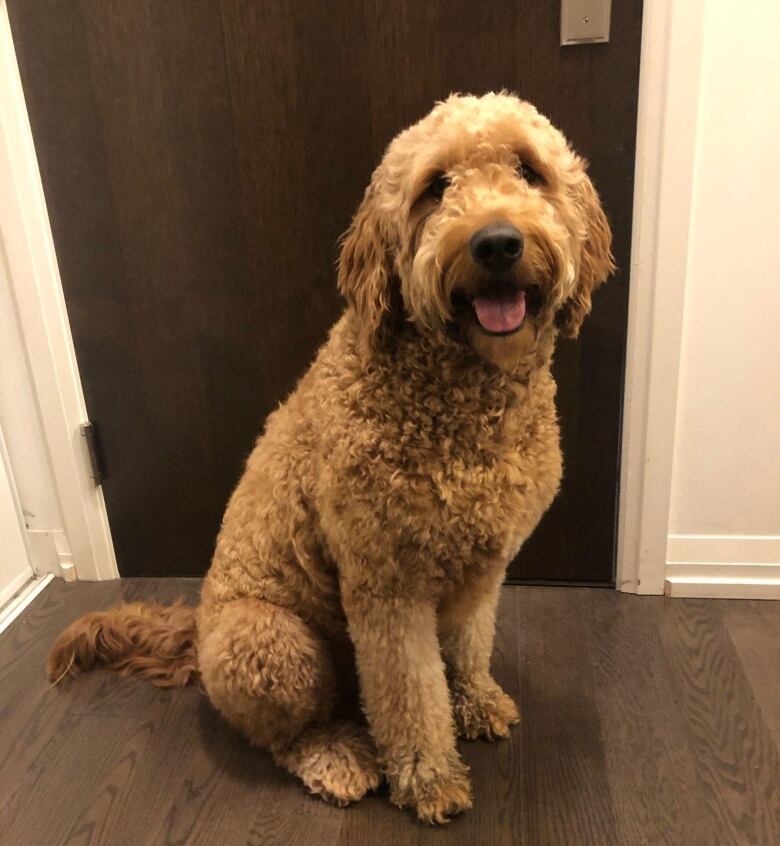 A fluffly goldendoodle waits at the door 