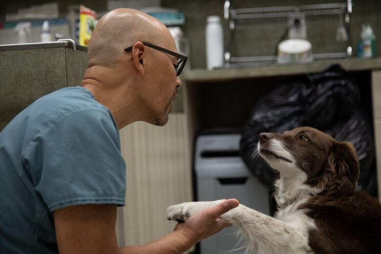 A veterinarian holds the paw of a dog