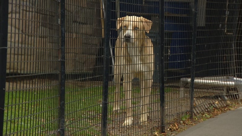 A dog at a shelter.