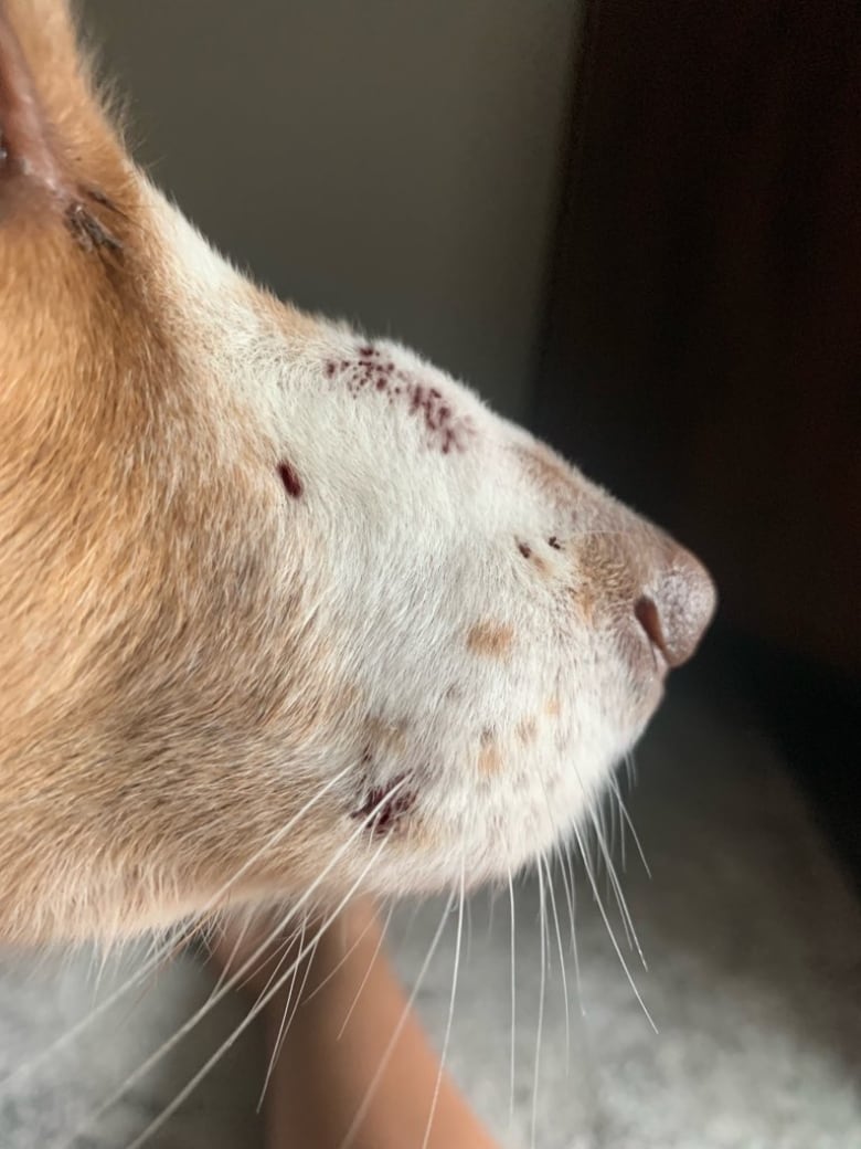 A dog's snout covered in wounds.