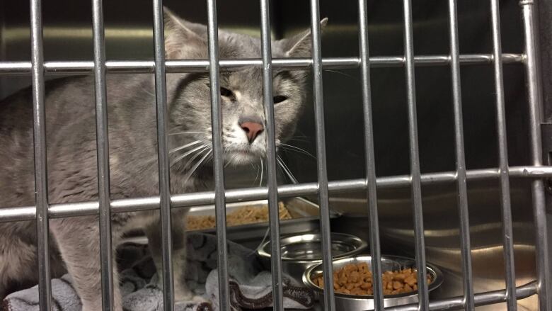 A grey cat in a cage, with a bowl of food and water in front of it. 