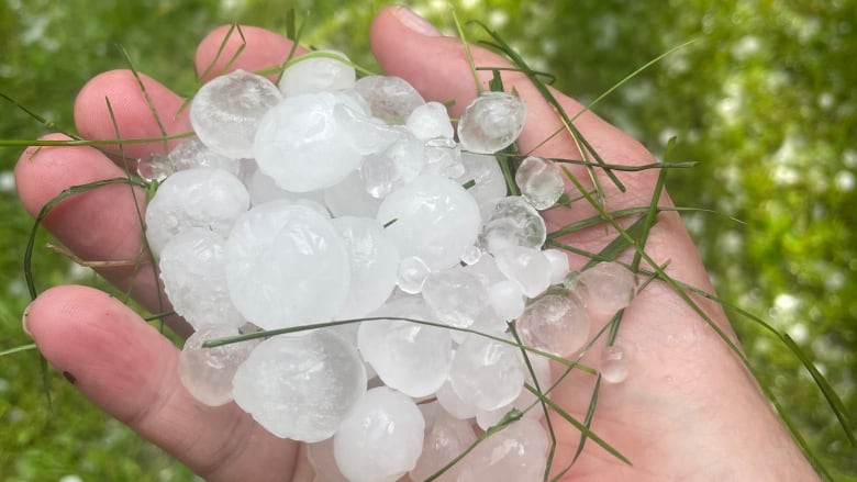 A person holds a handful of hail. Each stone is about the size of a marble.